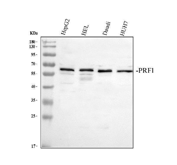 pb9155 perforin primary antibodies wb testing 1