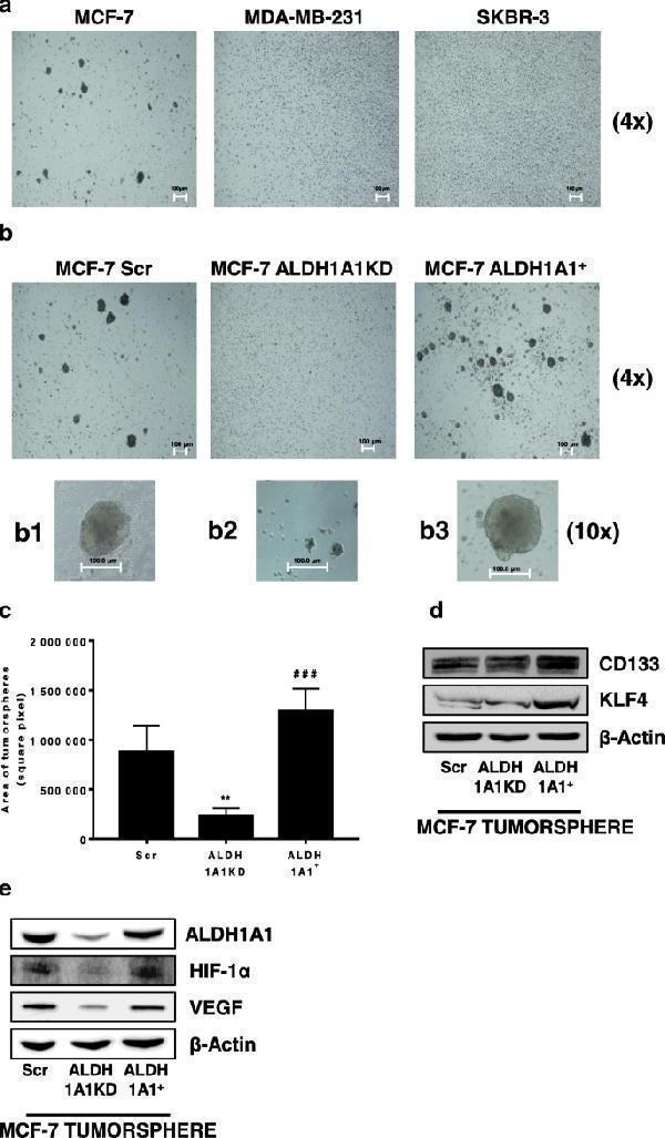 MCF-7 ALDH1A1 affects in vitro stemness