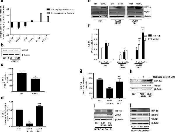 MCF-7 ALDH1A1 regulates angiogenic factor output via retinoic acid signalling