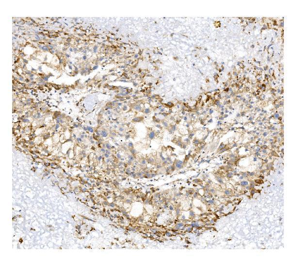 pb9156 prom1 primary antibodies ihc testing 2