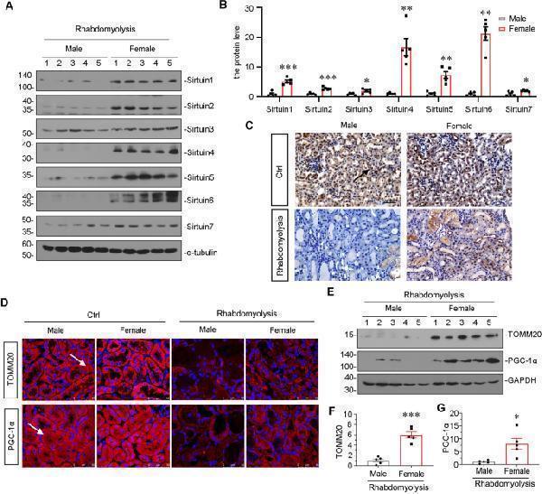 pb9159 41420_2023_1432_fig4_html