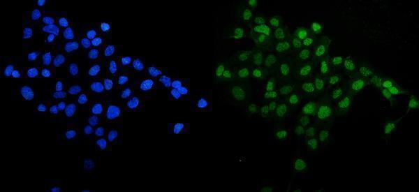 pb9159 sirt1 primary antibodies if testing 2