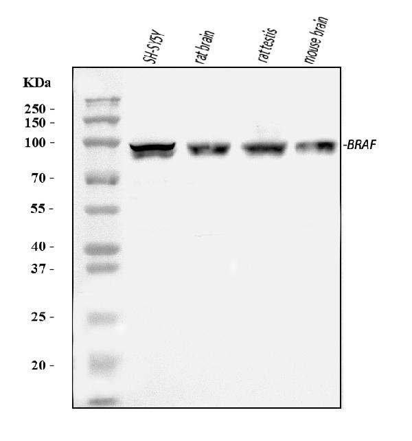 Figure 1. Western blot analysis of B Raf/BRAF using anti-B Raf/BRAF antibody (PB9164). Electrophoresis was performed on a 5-20% SDS-PAGE gel at 70V (Stacking gel) / 90V (Resolving gel) for 2-3 hours. The sample well of each lane was loaded with 30 ug of sample under reducing conditions. Lane 1: human SH-SY5Y whole cell lysates, Lane 2: rat brain tissue lysates, Lane 3: rat testis tissue lysates, Lane 4: mouse brain tissue lysates. After electrophoresis, proteins were transferred to a nitrocellulose membrane at 150 mA for 50-90 minutes. Blocked the membrane with 5% non-fat milk/TBS for 1.5 hour at RT. The membrane was incubated with rabbit anti-B Raf/BRAF antigen affinity purified polyclonal antibody (Catalog # PB9164) at 0.5 microg/mL overnight at 4°C, then washed with TBS-0.1%Tween 3 times with 5 minutes each and probed with a goat anti-rabbit IgG-HRP secondary antibody at a dilution of 1:5000 for 1.5 hour at RT. The signal is developed using an Enhanced Chemiluminescent detection (ECL) kit (Catalog # EK1002) with Tanon 5200 system. A specific band was detected for B Raf/BRAF at approximately 84 kDa. The expected band size for B Raf/BRAF is at 84 kDa.