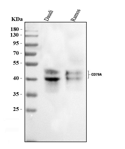 Western blot analysis of CD79A using anti-CD79A antibody (PB9387).