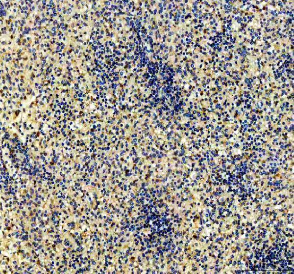 pb9169 cd79b primary antibodies ihc testing 1