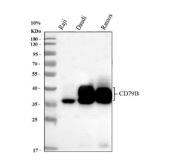pb9169 cd79b primary antibodies wb testing 1