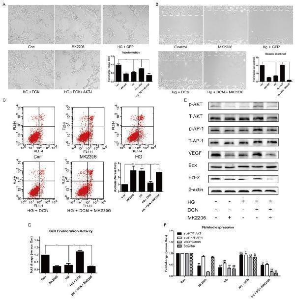 The AKT inhibitor MK2206 abolished the effects induced by overexpression of decorin