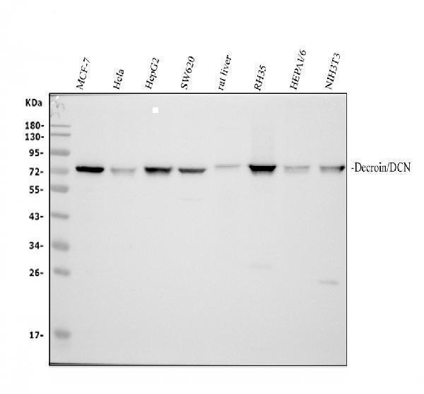 Western blot analysis of Decorin using anti-Decorin antibody (PB9174)
