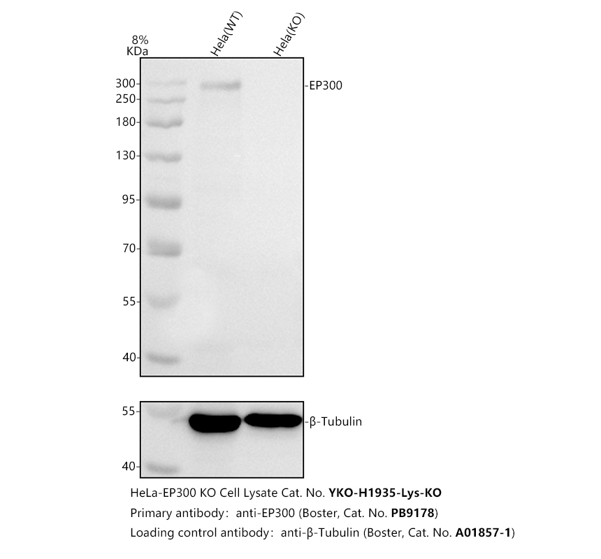 pb9178 ep300 primary antibodies wb testing 2