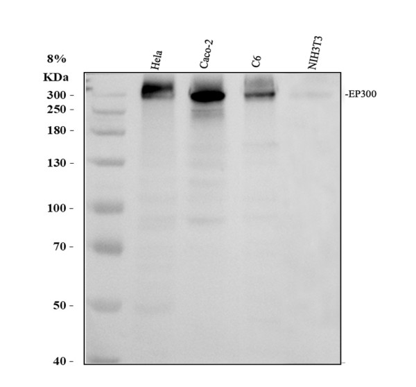 pb9178 p300 primary antibodies wb testing 1_1