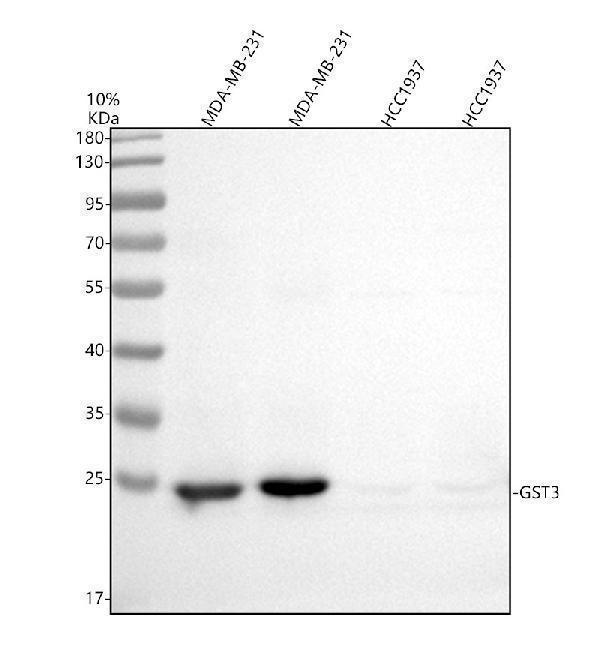 Western blot analysis of GST3 using anti-GST3 antibody (PB9184)