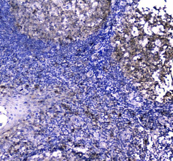 pb9188 casp3 primary antibodies ihc testing 3