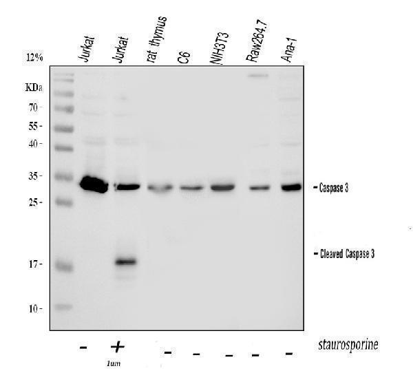 pb9188 casp3 primary antibodies wb testing 1_1