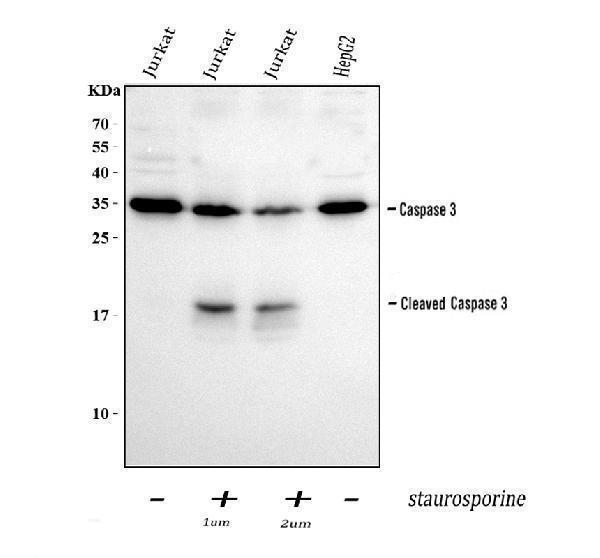 pb9188 casp3 primary antibodies wb testing 2_1