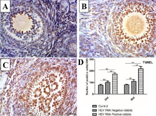 pb9192 oncotarget 09 4475 g004