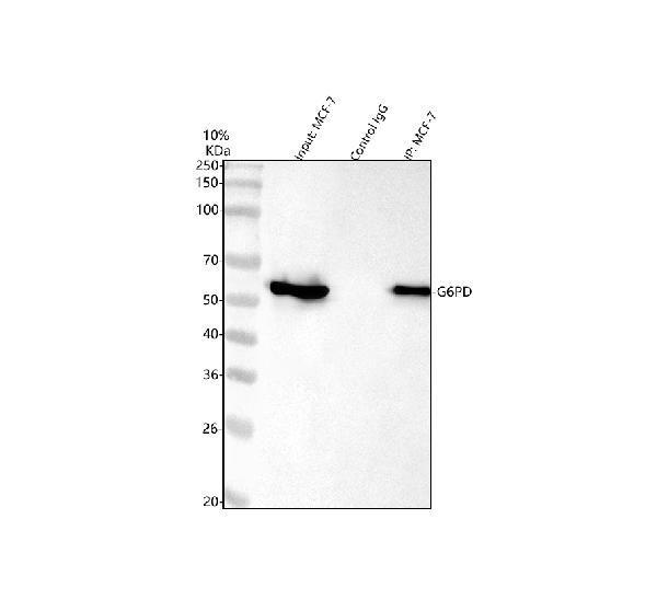 pb9198 g6pd primary antibodies ip testing 1