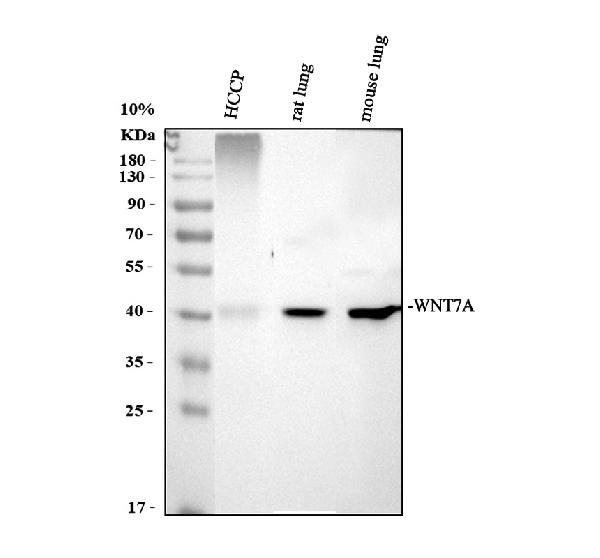 pb9198 wnt7a primary antibodies wb testing 1