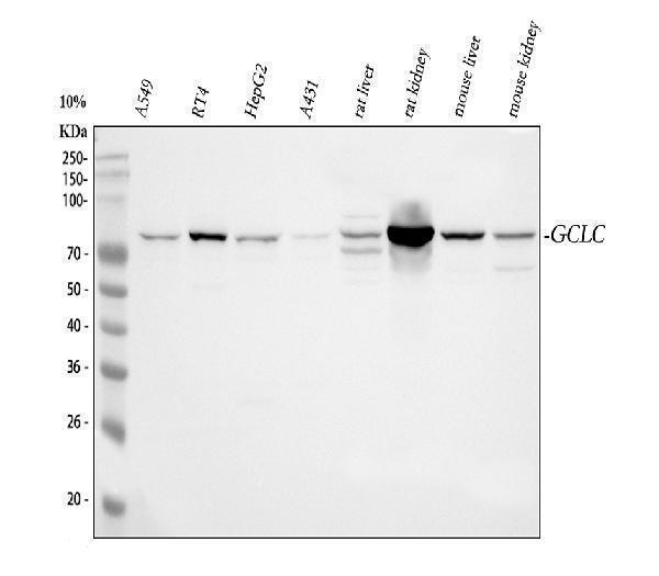 pb9201 gclc primary antibodies wb testing 1