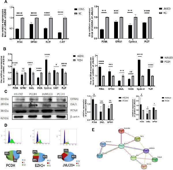 Effects of EZH2 interference or overexpression and JMJD3 interference or overexpression on self-renewal, proliferation and differentiation of spermatogonia