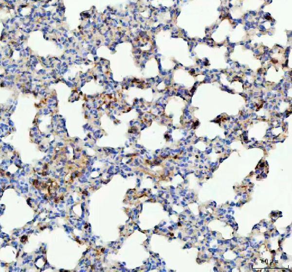 pb9203 gpx1 primary antibodies ihc testing 3