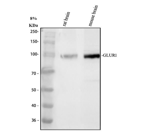 pb9204 gria1 primary antibodies wb testing 1