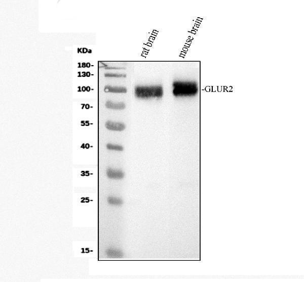 pb9205 gria2 primary antibodies wb testing 1