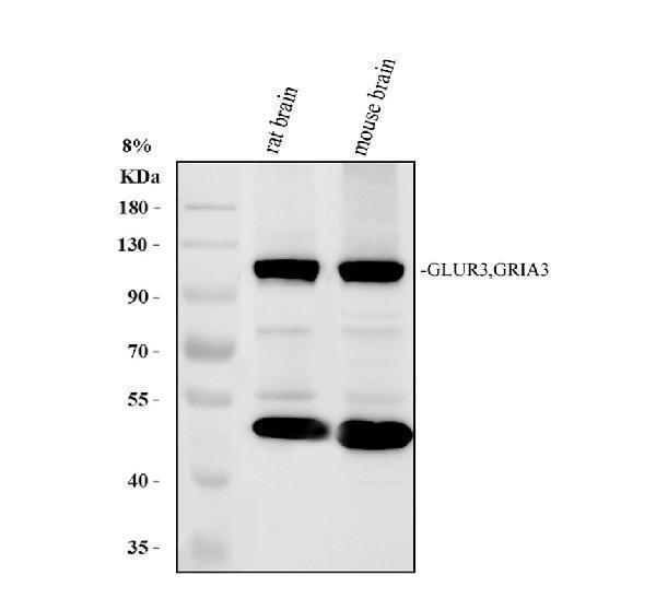 pb9206 gria3 primary antibodies wb testing 1
