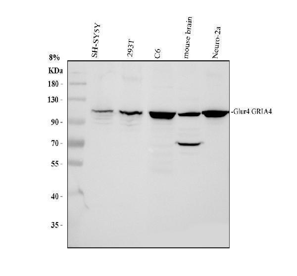 pb9207 gria4 primary antibodies wb testing 1