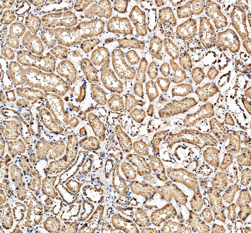 pb9211 hexb primary antibodies ihc testing 1