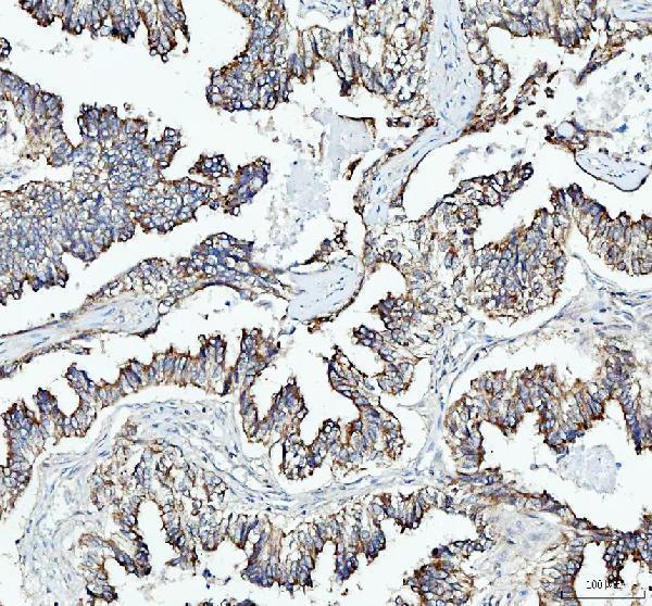 pb9213 hmox2 primary antibodies ihc testing 3