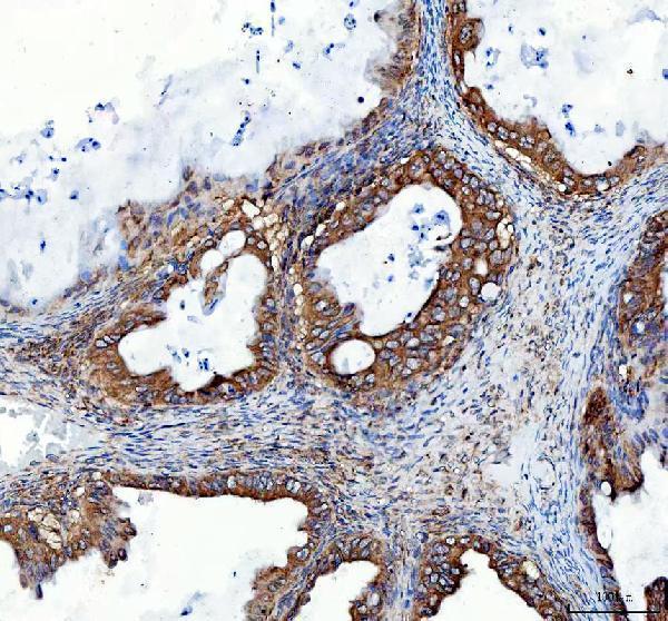 pb9213 hmox2 primary antibodies ihc testing 4