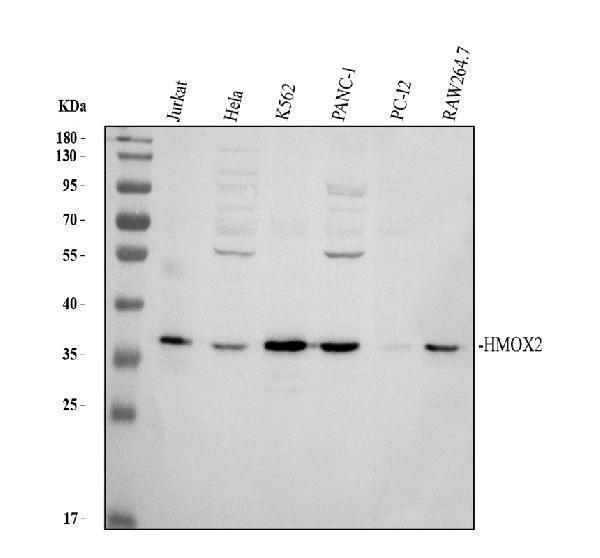 pb9213 hmox2 primary antibodies wb testing 1