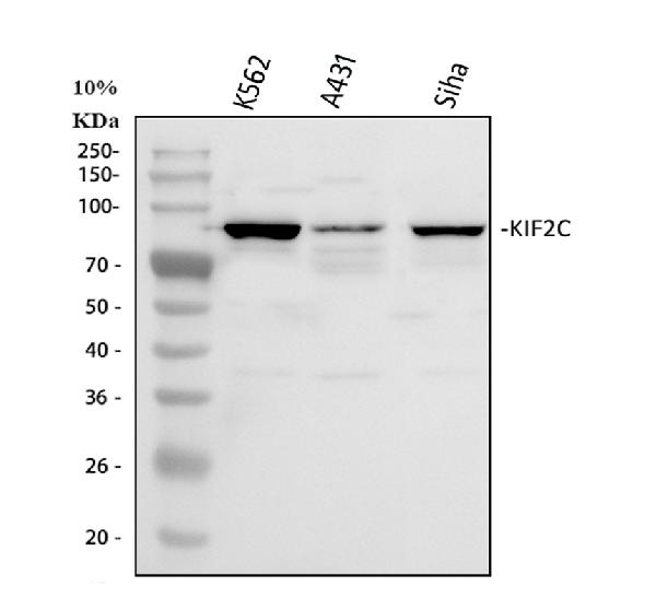Figure 1. Western blot analysis of MCAK using anti-MCAK antibody (PB9230). Electrophoresis was performed on a 5-20% SDS-PAGE gel at 70V (Stacking gel) / 90V (Resolving gel) for 2-3 hours. The sample well of each lane was loaded with 30 ug of sample under reducing conditions. Lane 1: human K562 whole cell lysates, Lane 2: human A431 whole cell lysates, Lane 3: human SiHa whole cell lysates. After electrophoresis, proteins were transferred to a nitrocellulose membrane at 150 mA for 50-90 minutes. Blocked the membrane with 5% non-fat milk/TBS for 1.5 hour at RT. The membrane was incubated with rabbit anti-MCAK antigen affinity purified polyclonal antibody (Catalog # PB9230) at 0.5 microg/mL overnight at 4°C, then washed with TBS-0.1%Tween 3 times with 5 minutes each and probed with a goat anti-rabbit IgG-HRP secondary antibody at a dilution of 1:5000 for 1.5 hour at RT. The signal is developed using an Enhanced Chemiluminescent detection (ECL) kit (Catalog # EK1002) with Tanon 5200 system. A specific band was detected for MCAK at approximately 81 kDa. The expected band size for MCAK is at 81 kDa.