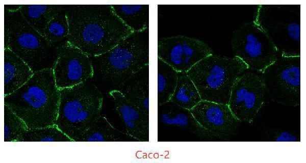 pb9234 tjp1 primary antibodies icc testing 3