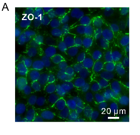 pb9234 tjp1 primary antibodies wb testing 1