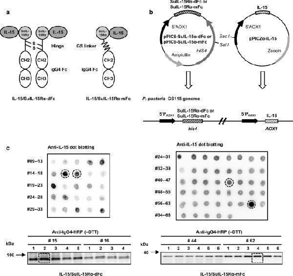 Construction and expression of IL-15/SuIL-15Rα-dFc and IL-15/SuIL-15Rα-mFc