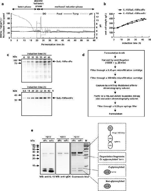 Pilot-scale fermentation, purification and characterization of IL-15/SuIL-15Rα-dFc and IL-15/SuIL-15Rα-mFc