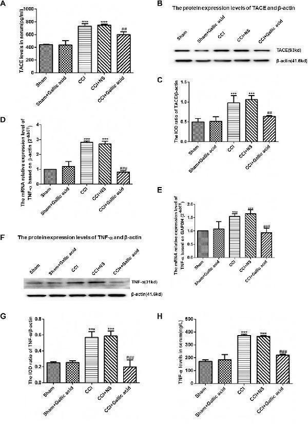 pb9246 fphar 12 680139 g003