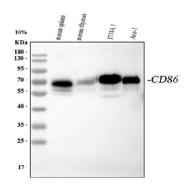  Western blot analysis of CD86 using anti-CD86 antibody (PB9251)