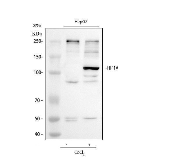 pb9253 hif1a primary antibodies wb testing 1