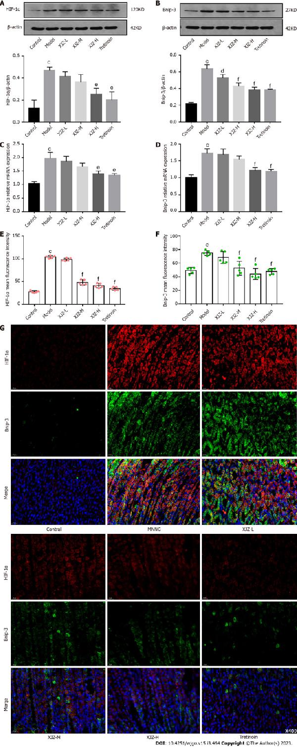 HIF-1-alpha/HIF1A Antibody