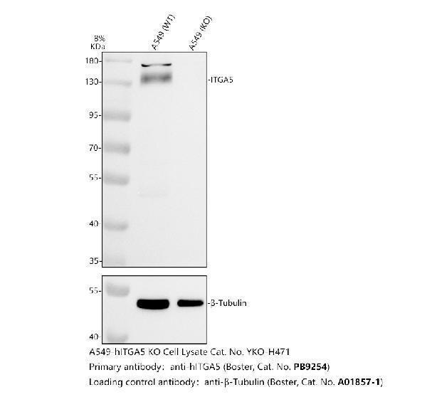Western blot analysis of Integrin Alpha-5/ITGA5 using anti-Integrin Alpha-5/ITGA5 antibody (PB9254)