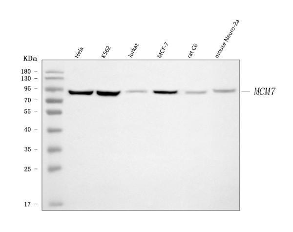 pb9261 mcm7 primary antibodies wb testing 1_1