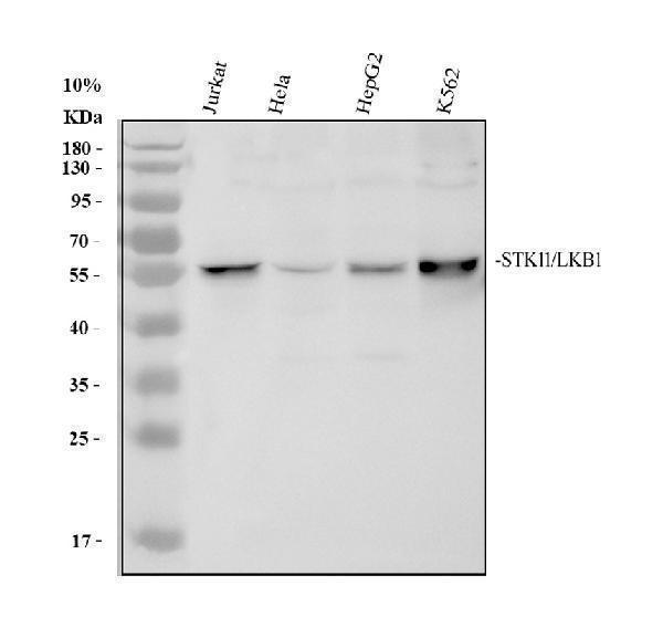 pb9270 stk11 primary antibodies wb testing 1
