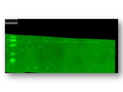 pb9271 trpc5 primary antibodies wb testing 3