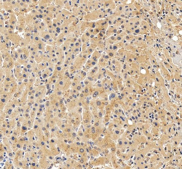pb9275 abcb4 primary antibodies ihc testing 3