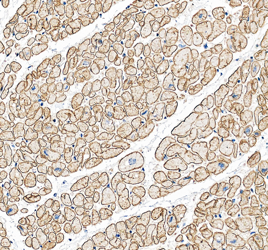 IHC analysis of Dystrophin/DMD using anti-Dystrophin/DMD antibody (PB9276)