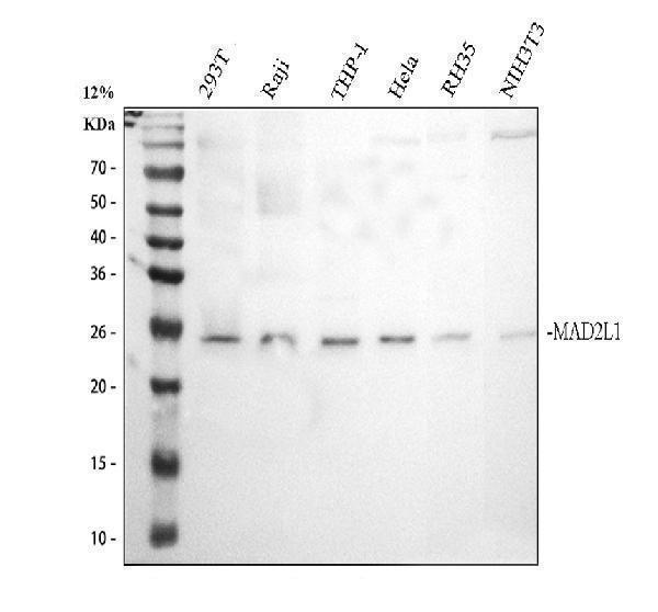 pb9282 mad2l1 primary antibodies wb testing 1