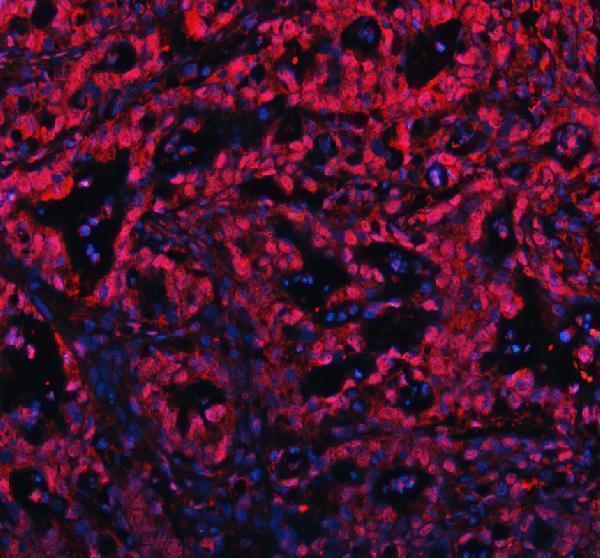 pb9288 c myb primary antibodies if testing 1