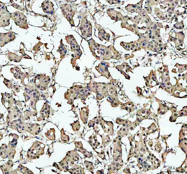pb9288 c myb primary antibodies ihc testing 2